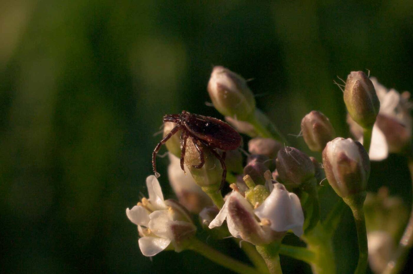 2017-04-09 - NSG Brandheide Recklinghausen