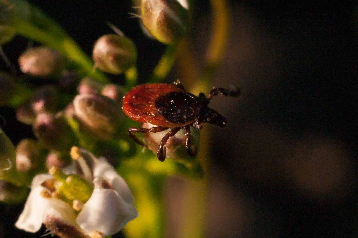 2017-04-09 - NSG Brandheide Recklinghausen