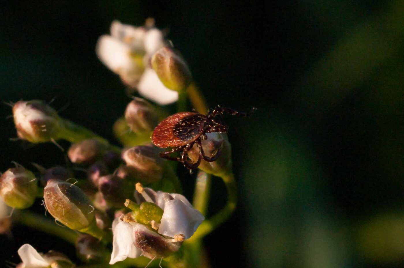 2017-04-09 - NSG Brandheide Recklinghausen