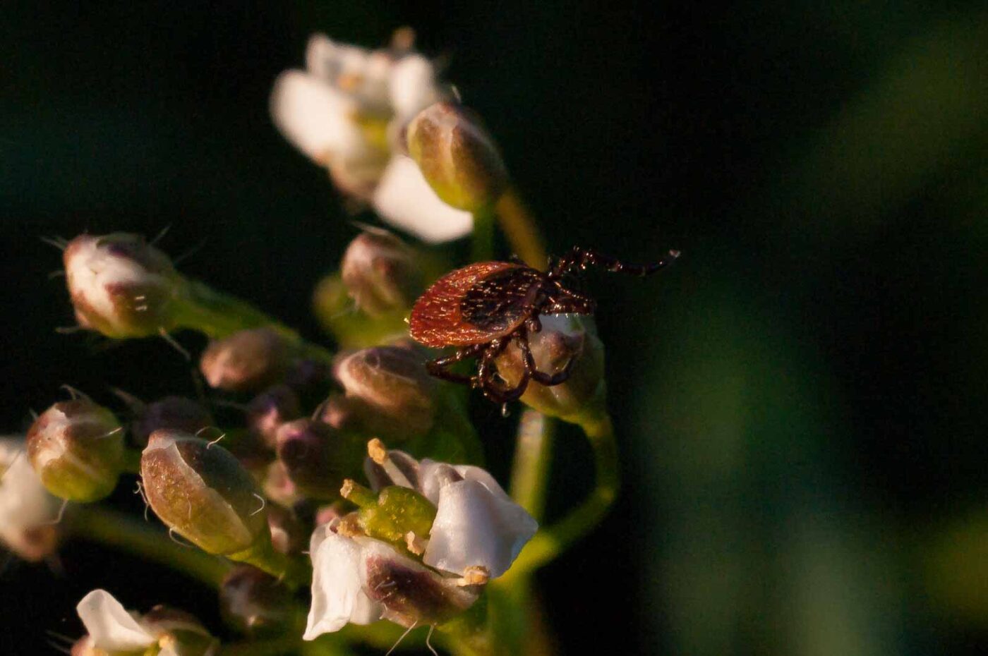 2017-04-09 - NSG Brandheide Recklinghausen
