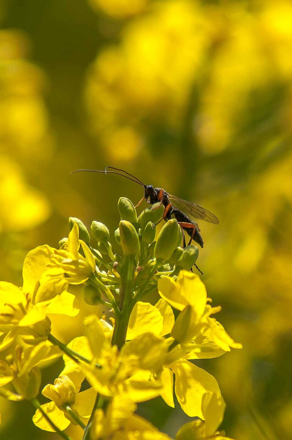 2017-04-30 - NSG Brandheide Recklinghausen