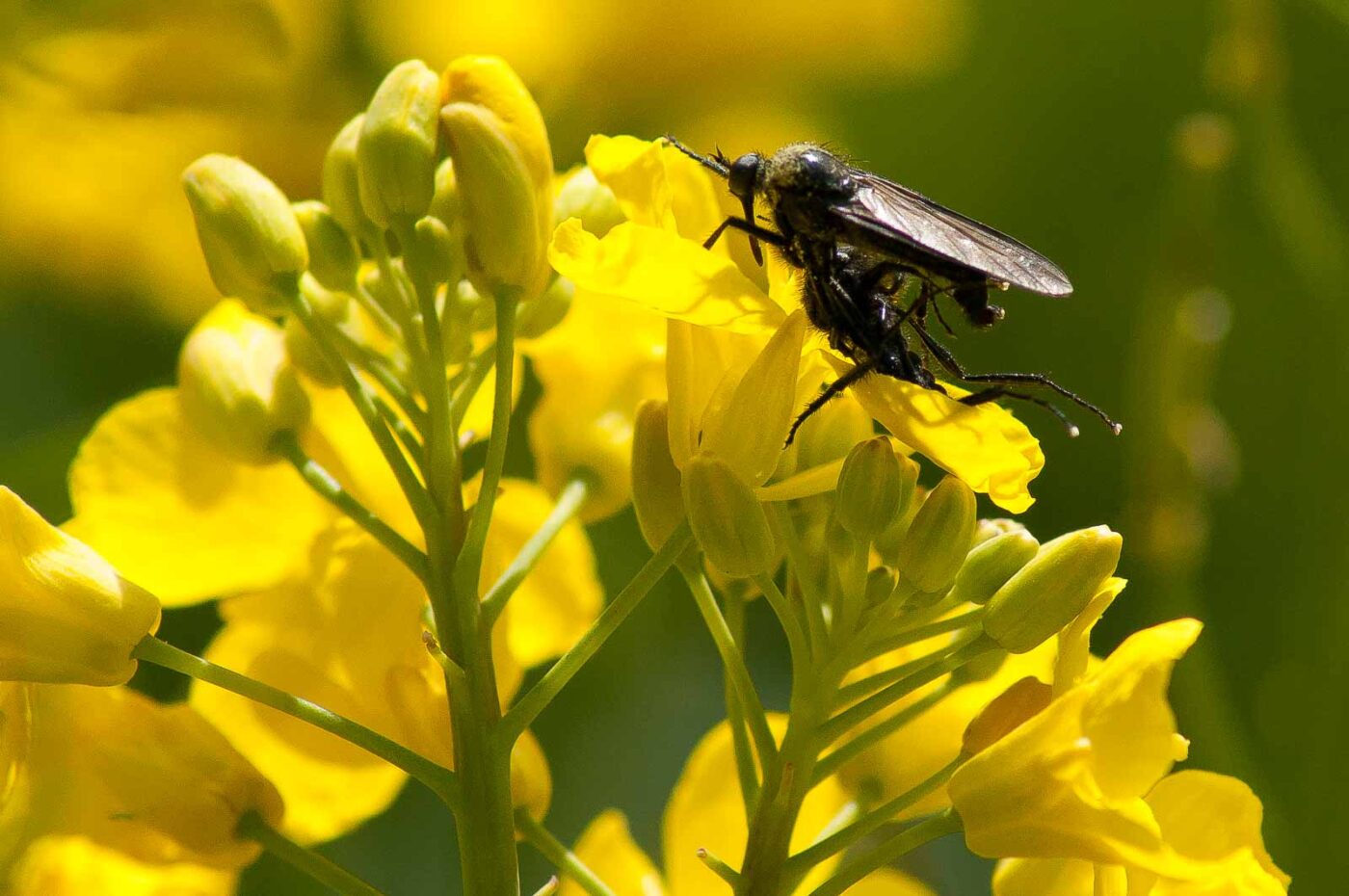 2017-04-30 - NSG Brandheide Recklinghausen