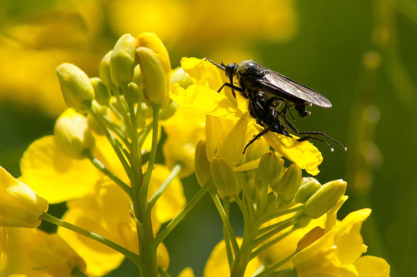 2017-04-30 - NSG Brandheide Recklinghausen