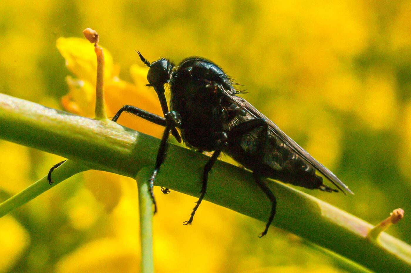 2017-04-30 - NSG Brandheide Recklinghausen
