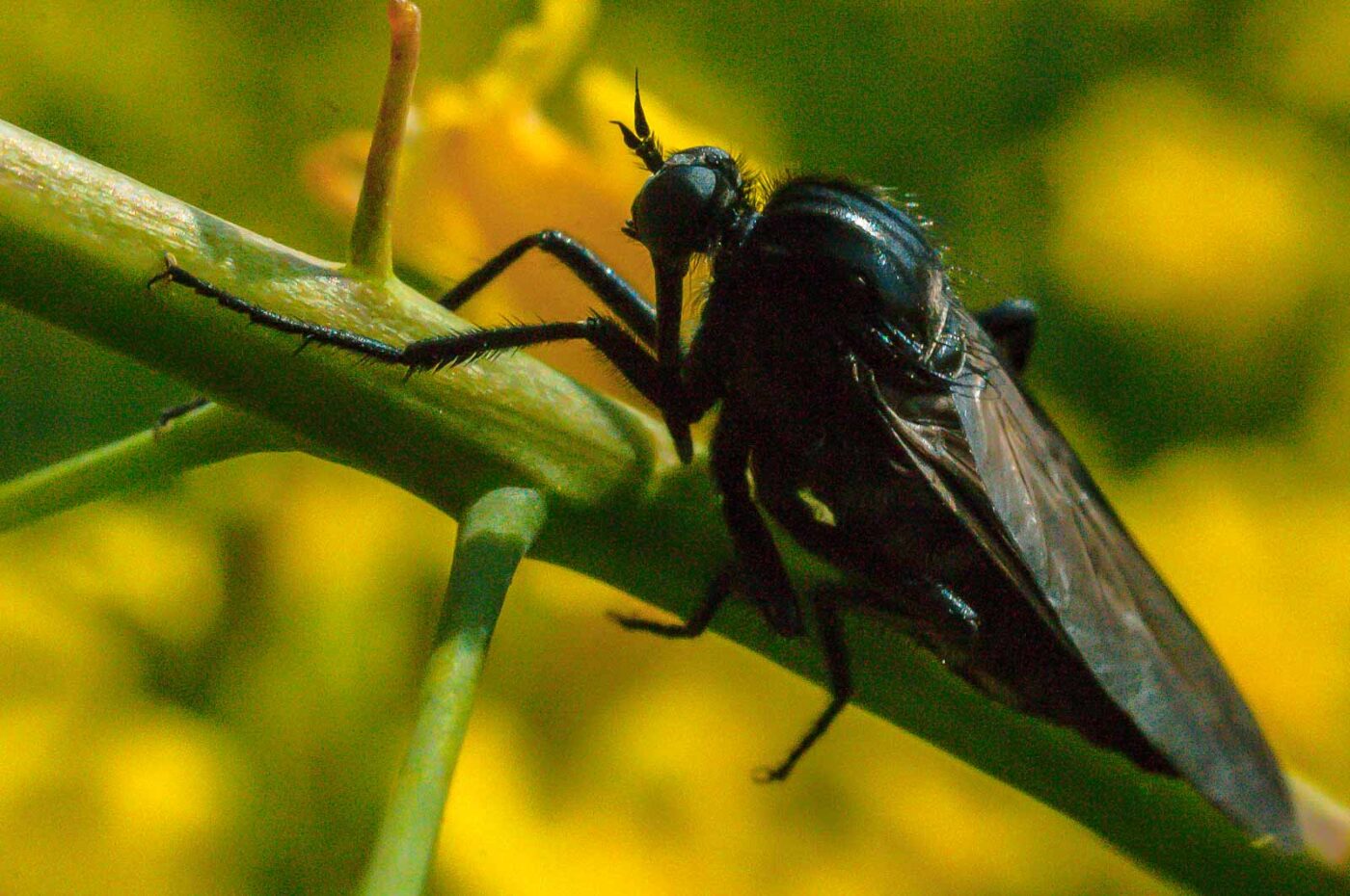 2017-04-30 - NSG Brandheide Recklinghausen
