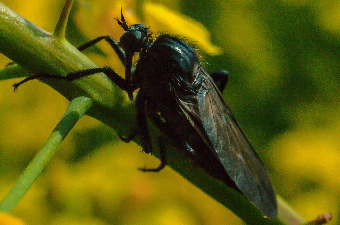 2017-04-30 - NSG Brandheide Recklinghausen