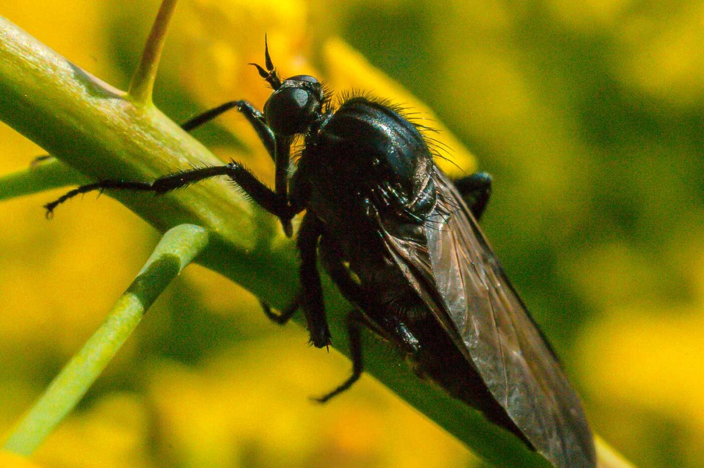 2017-04-30 - NSG Brandheide Recklinghausen