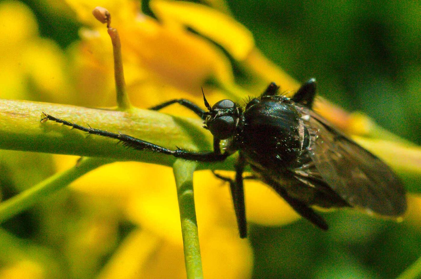 2017-04-30 - NSG Brandheide Recklinghausen