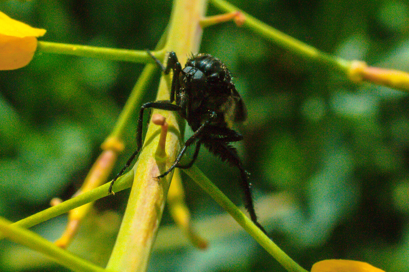 2017-04-30 - NSG Brandheide Recklinghausen