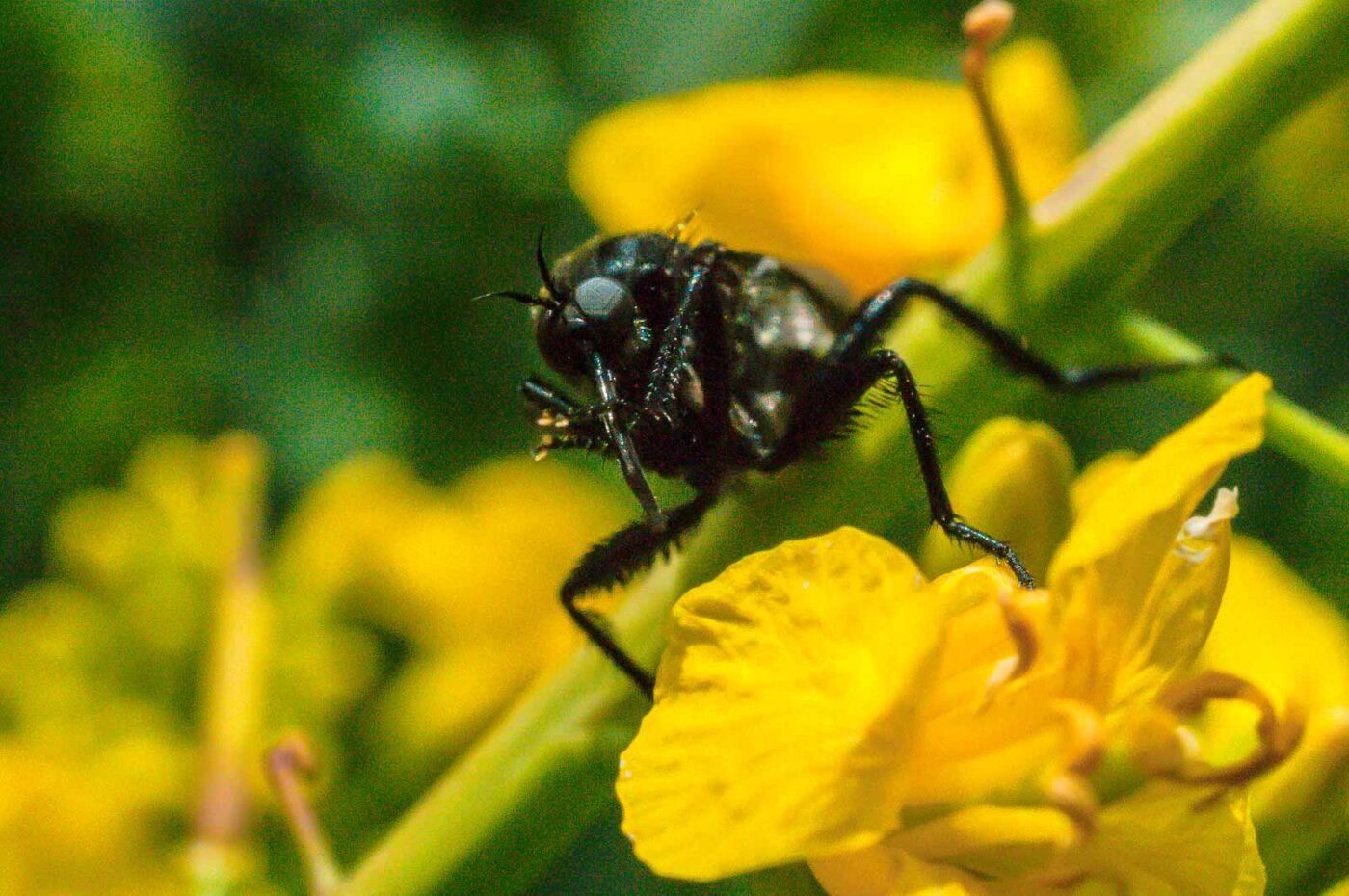 2017-04-30 - NSG Brandheide Recklinghausen