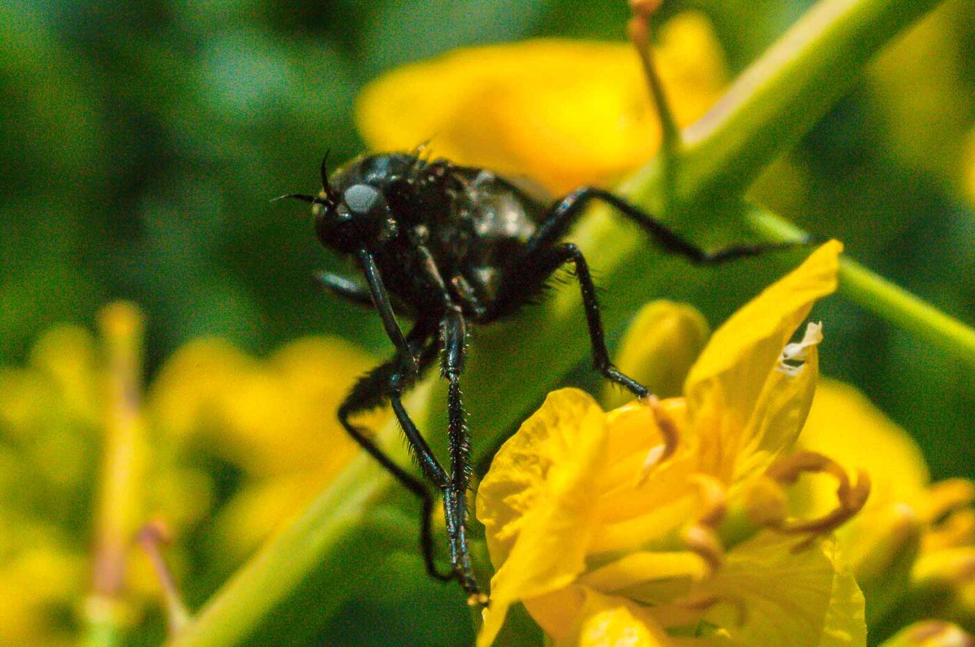 2017-04-30 - NSG Brandheide Recklinghausen