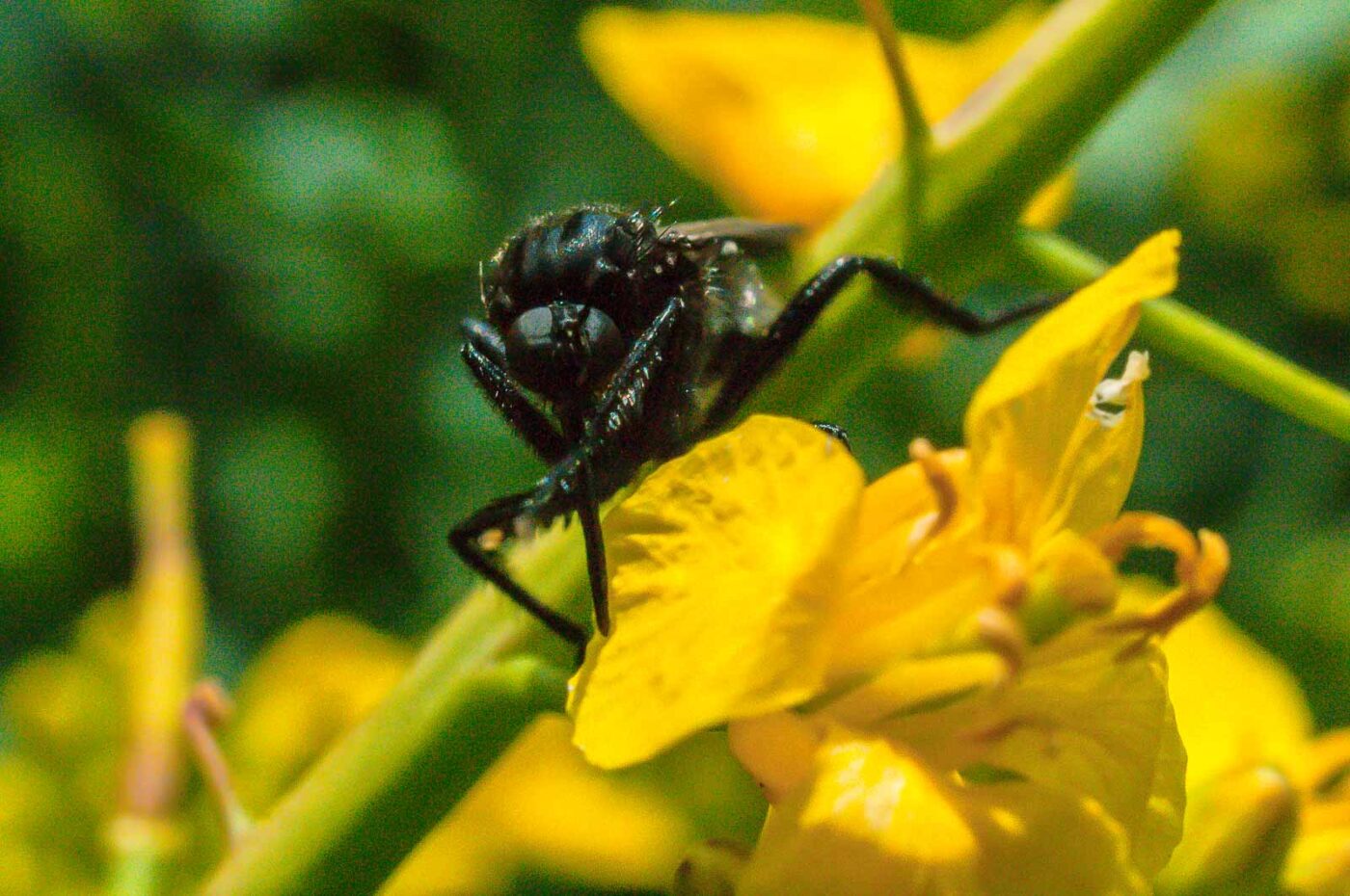 2017-04-30 - NSG Brandheide Recklinghausen