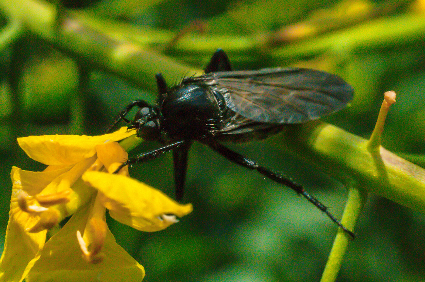 2017-04-30 - NSG Brandheide Recklinghausen