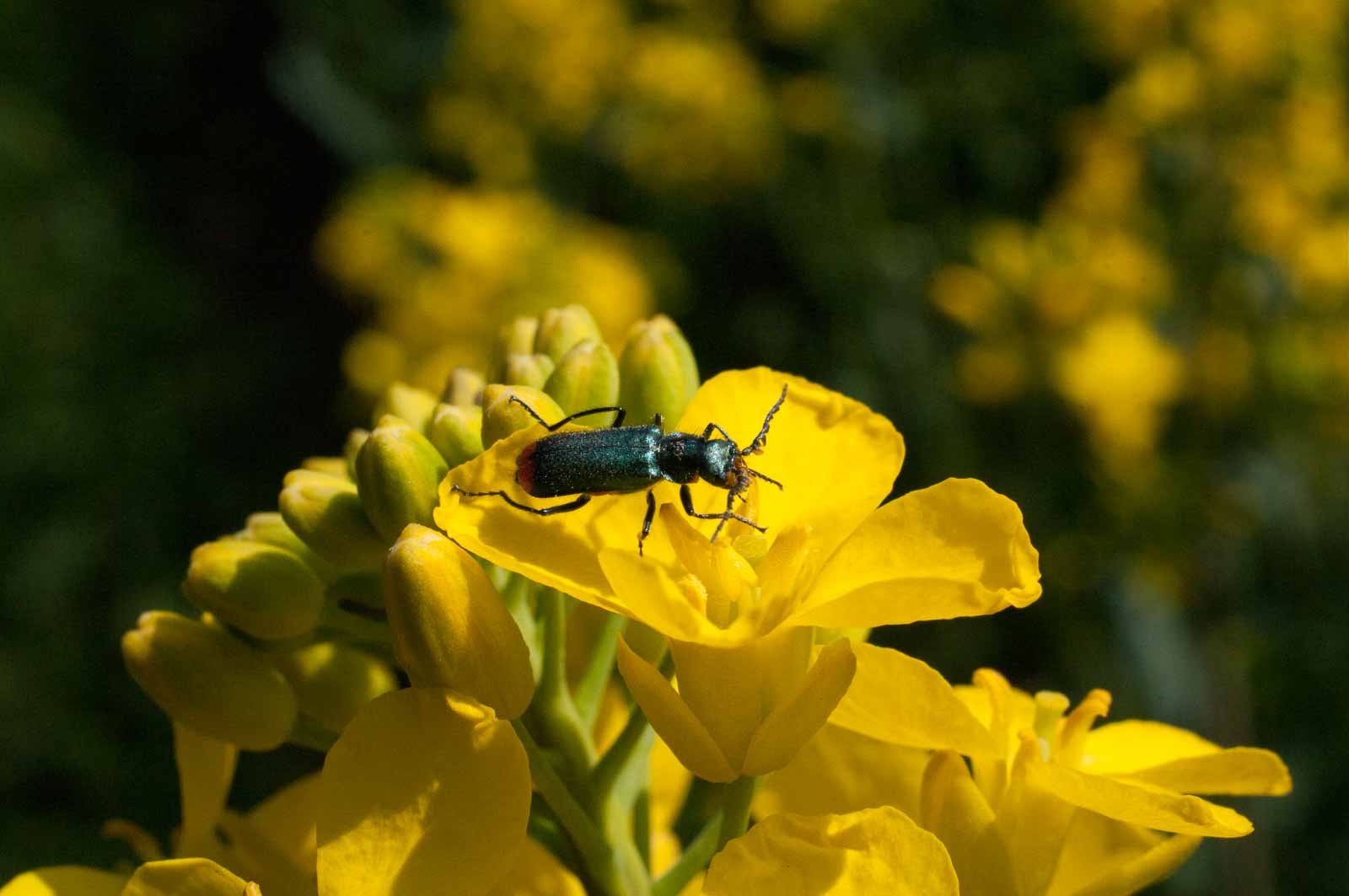 °zweifleckiger zipfelkäfer°