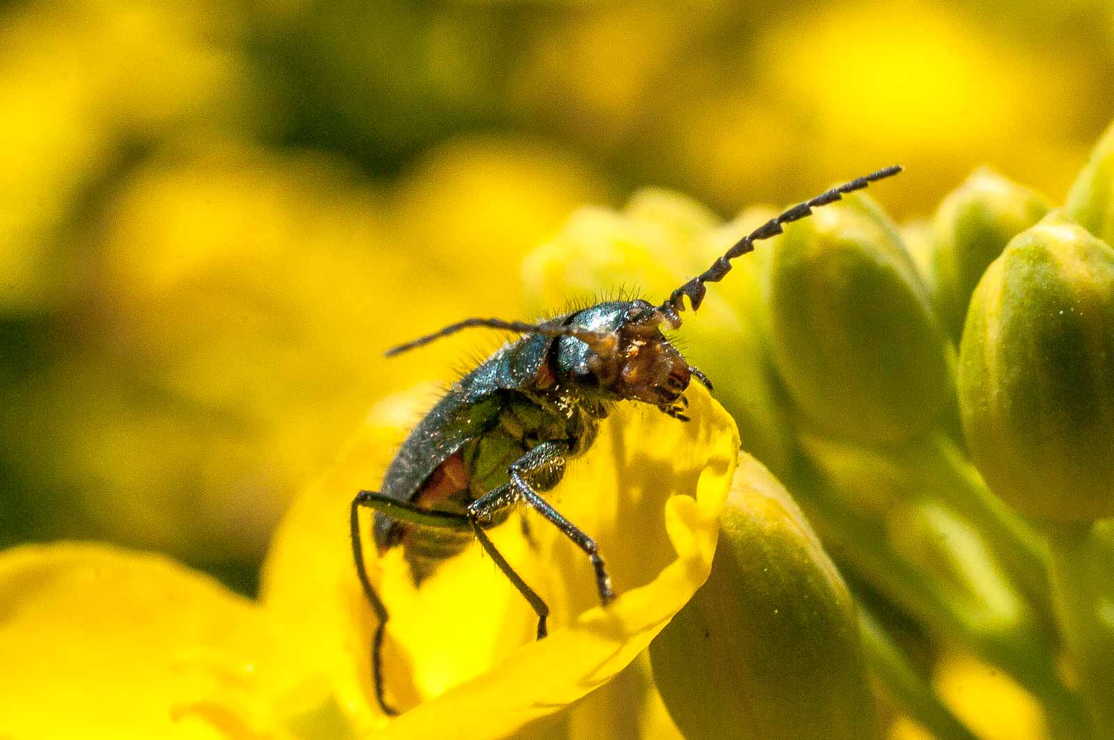 °zipfelkäfer°