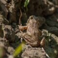2017-04-30 - NSG Brandheide Recklinghausen