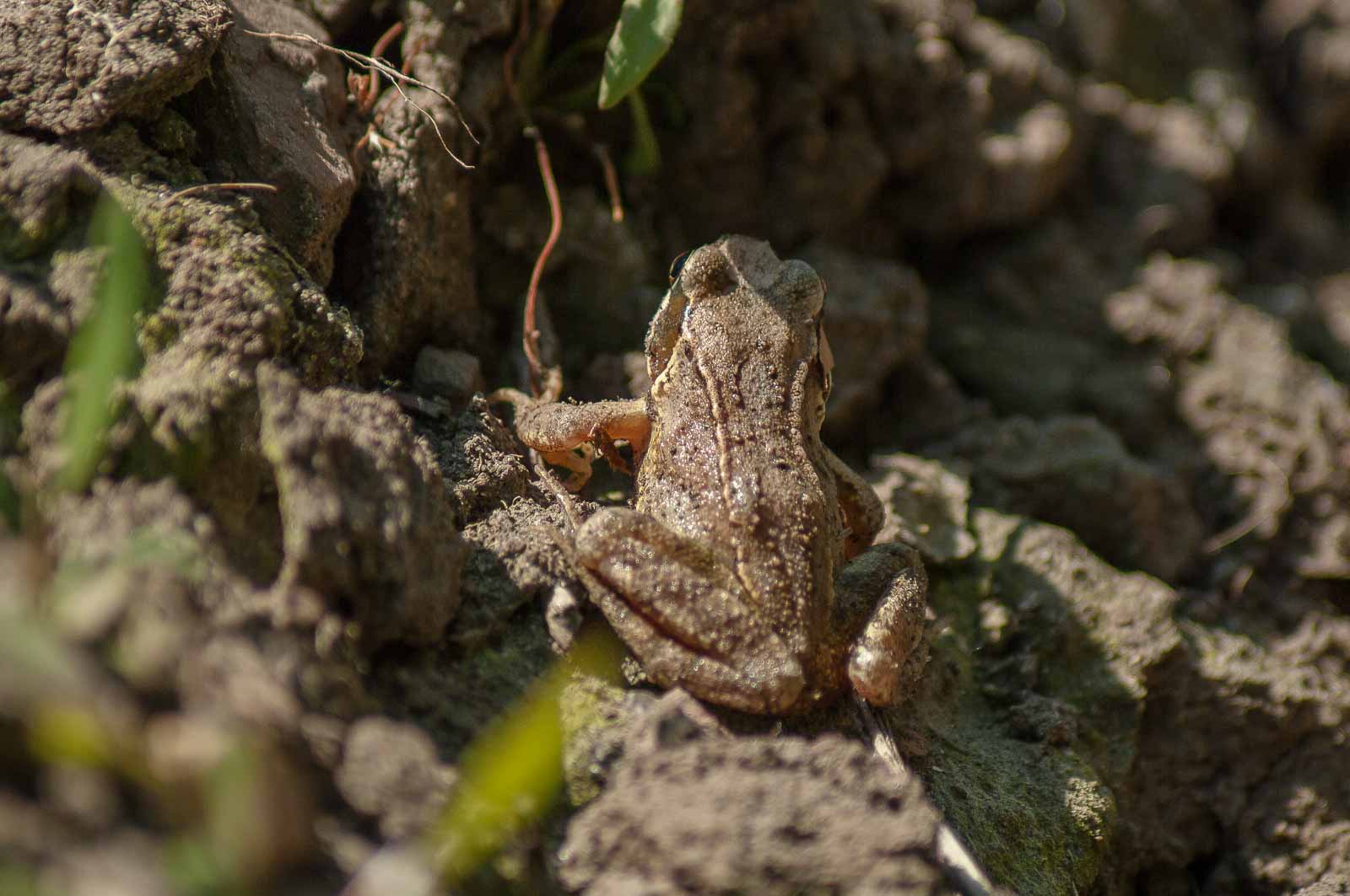 °braunfrosch°