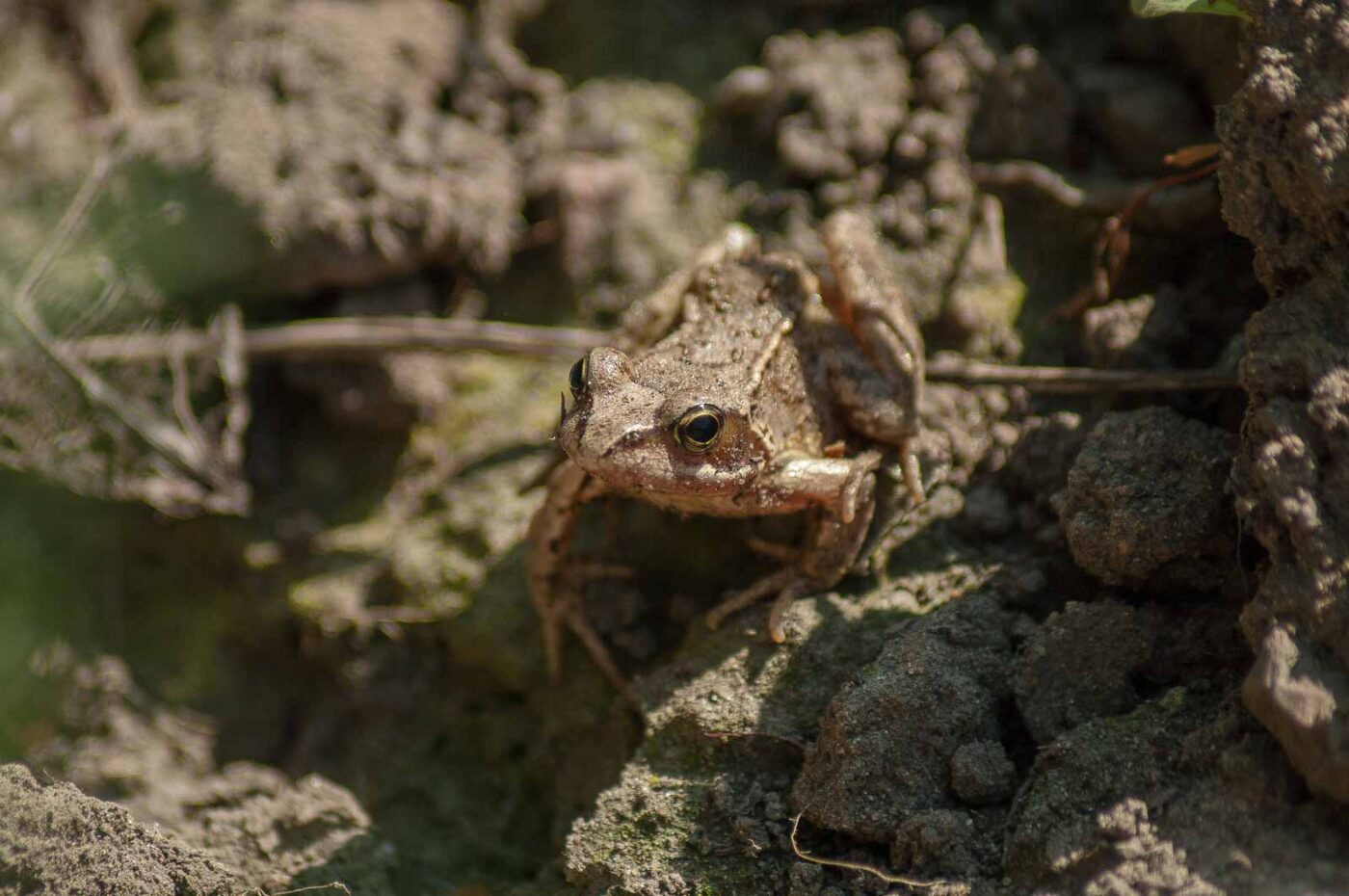 2017-04-30 - NSG Brandheide Recklinghausen