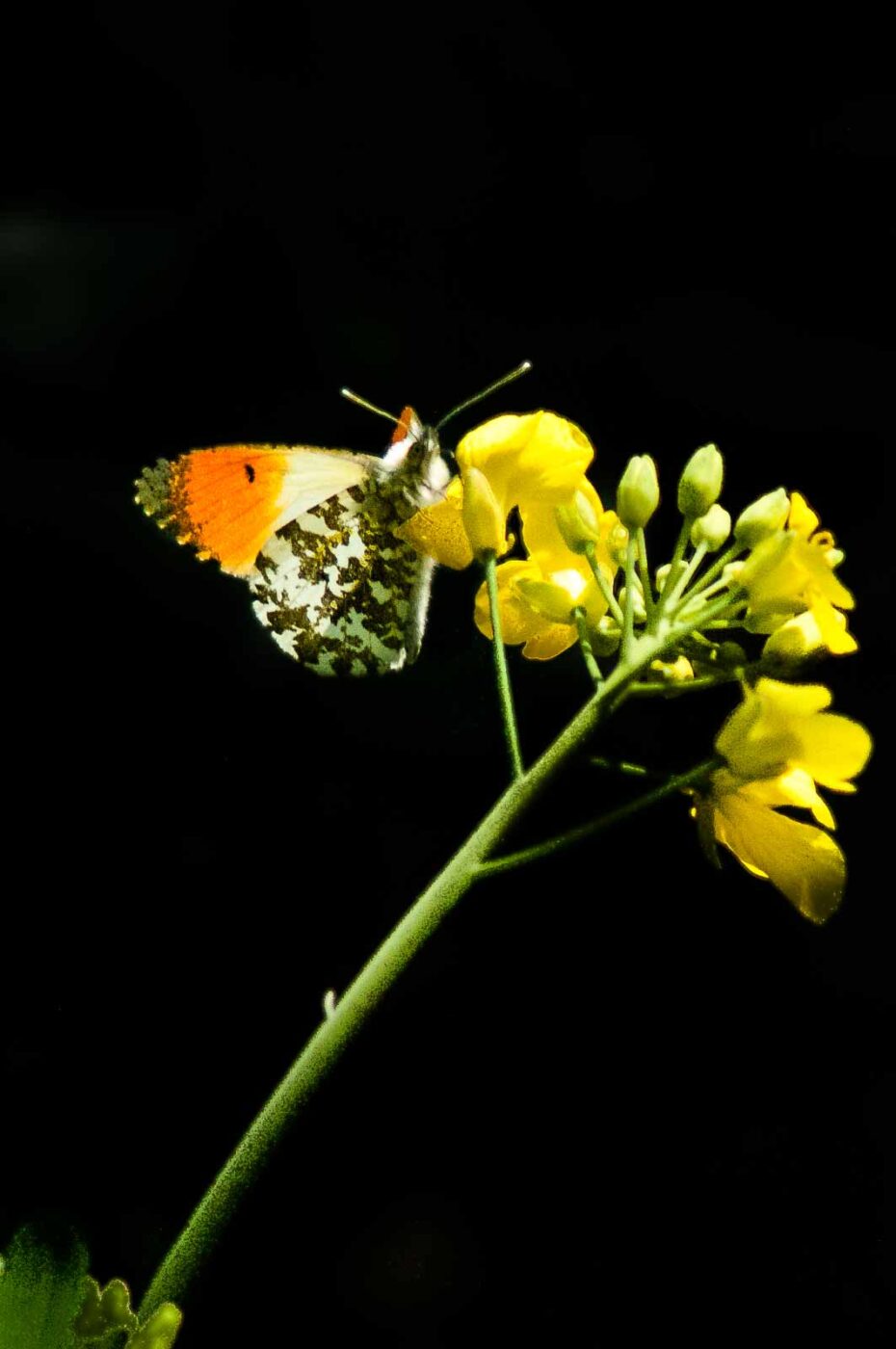 2017-04-30 - NSG Brandheide Recklinghausen