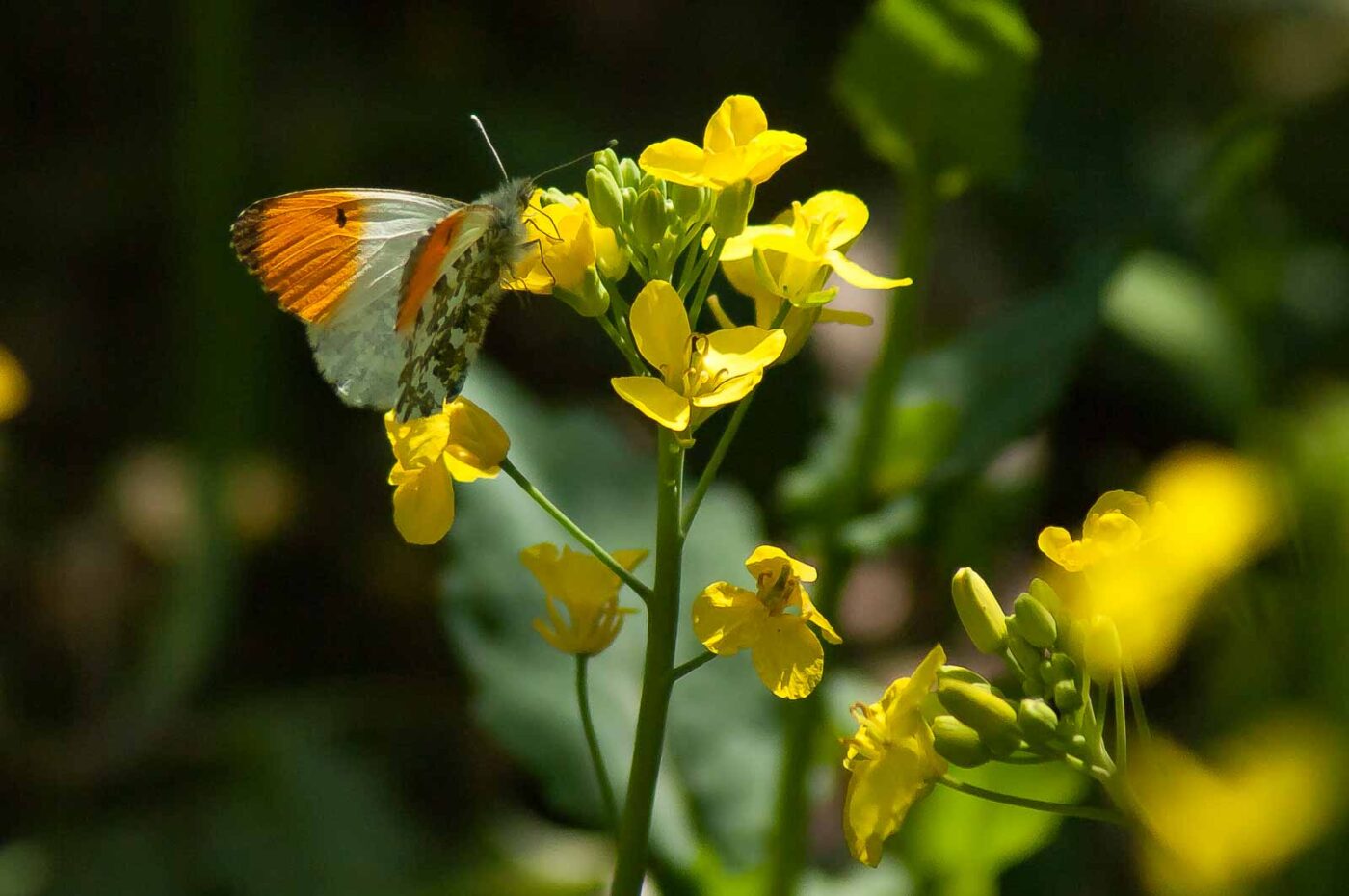 2017-04-30 - NSG Brandheide Recklinghausen