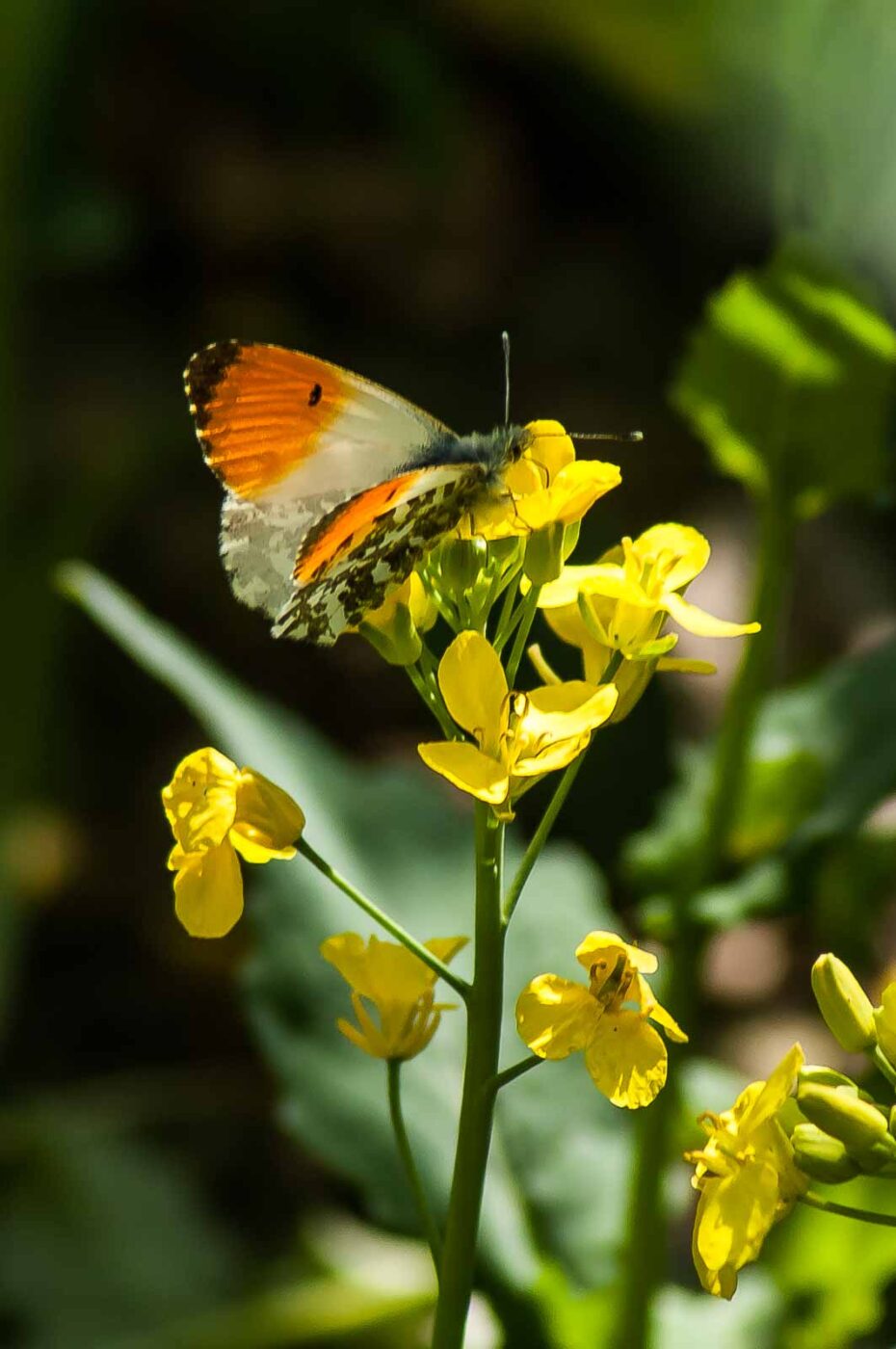 2017-04-30 - NSG Brandheide Recklinghausen