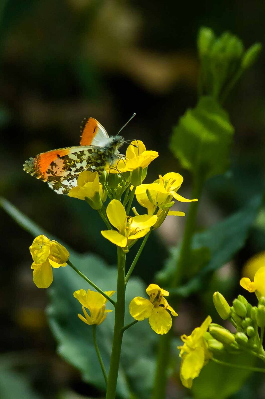 2017-04-30 - NSG Brandheide Recklinghausen