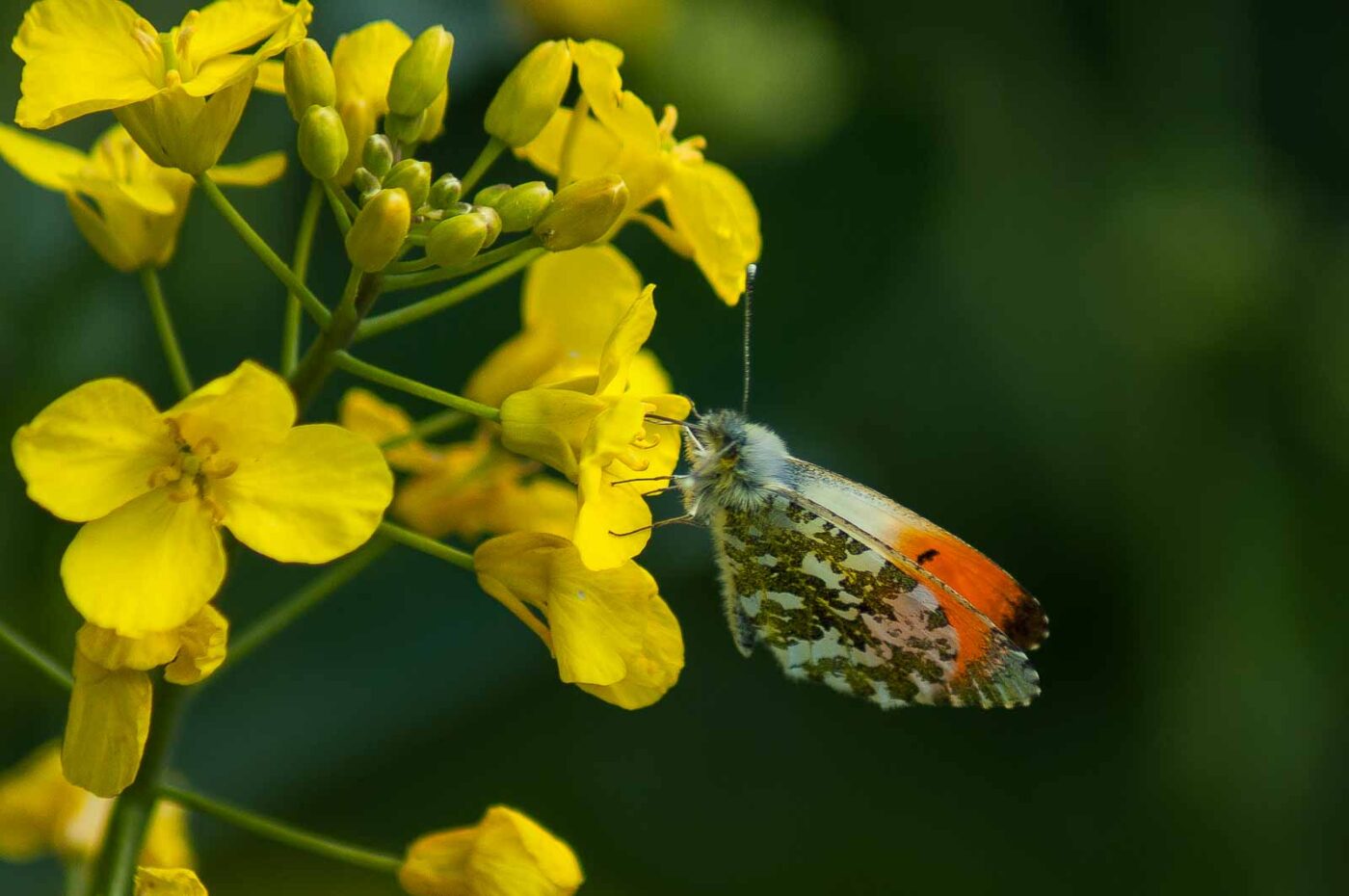 2017-04-30 - NSG Brandheide Recklinghausen
