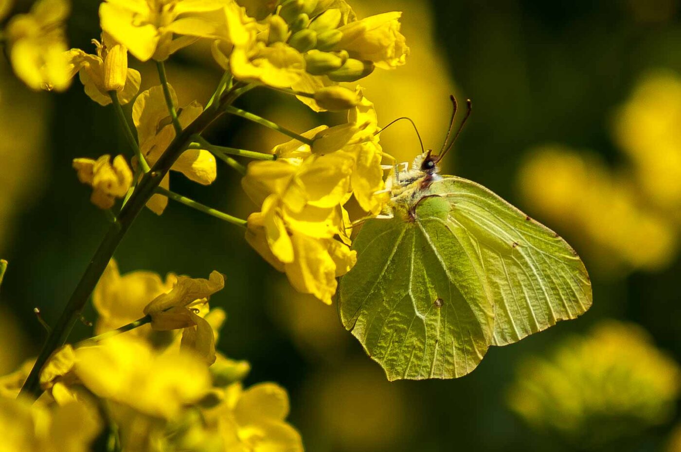 2017-04-30 - NSG Brandheide Recklinghausen