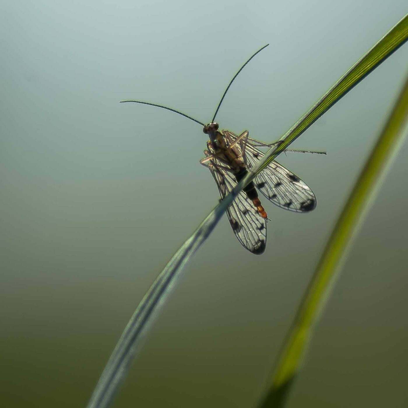 2017-04-30 - NSG Brandheide Recklinghausen