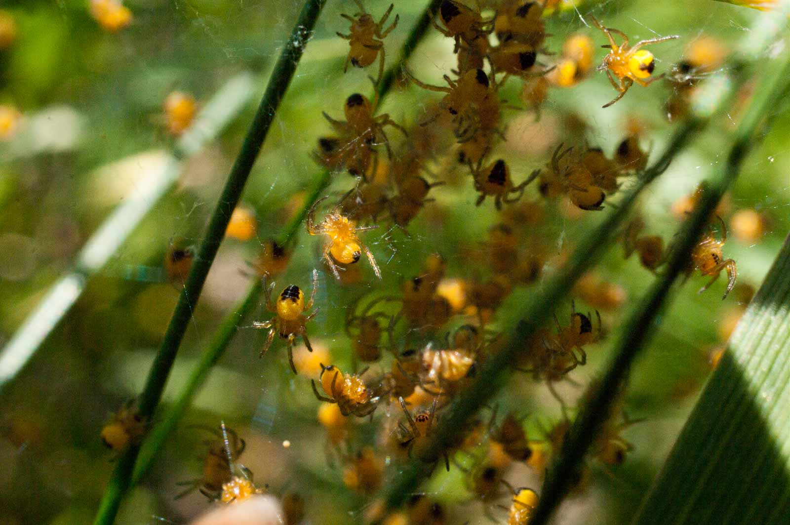 °garten-kreuzspinne°