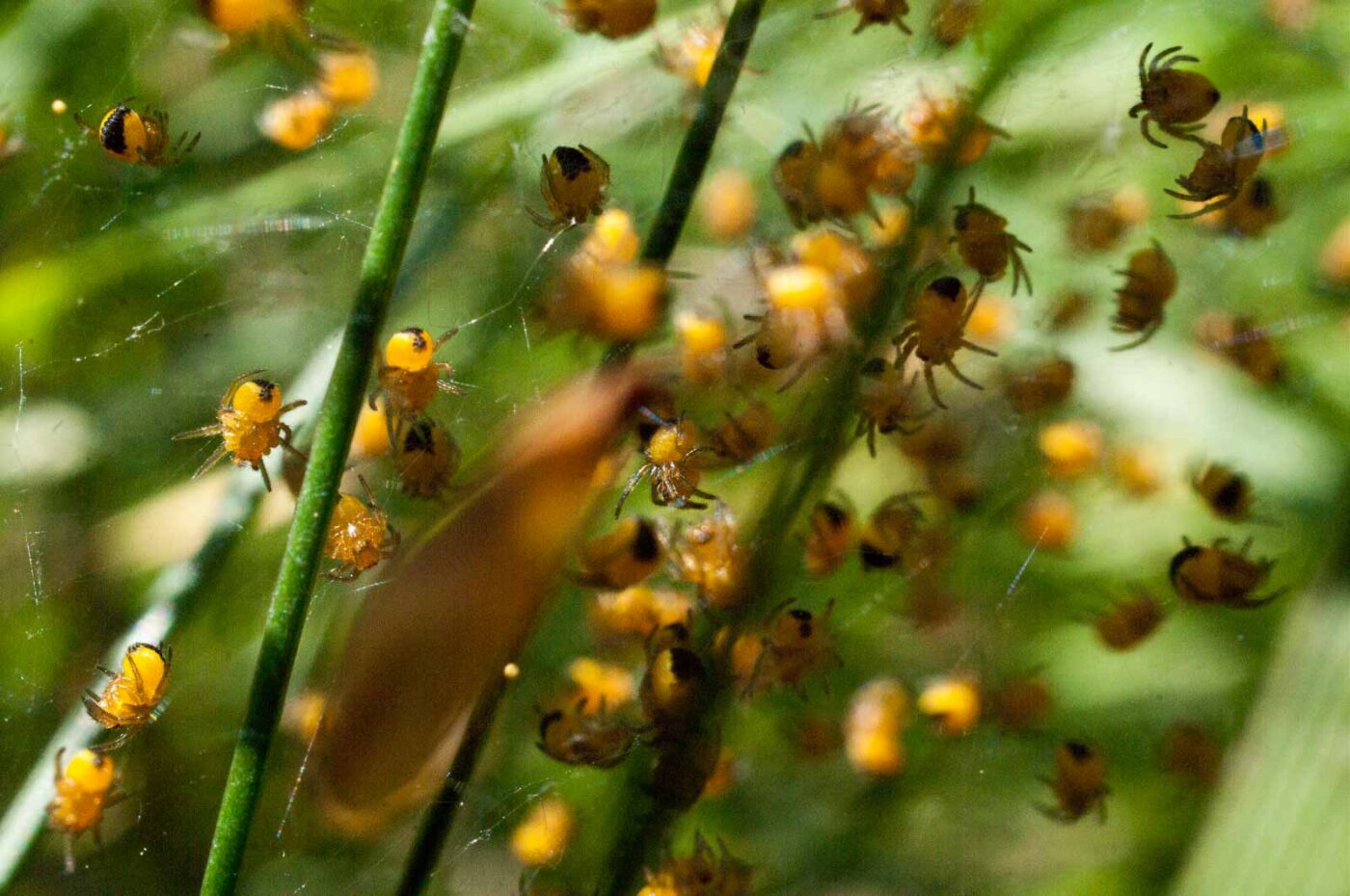2017-04-30 - NSG Brandheide Recklinghausen
