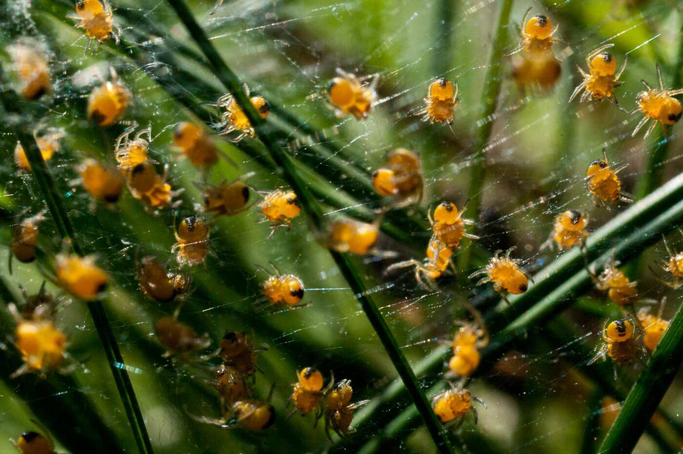 2017-04-30 - NSG Brandheide Recklinghausen