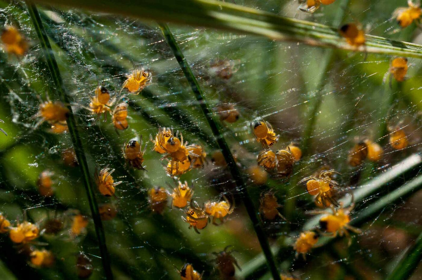 2017-04-30 - NSG Brandheide Recklinghausen