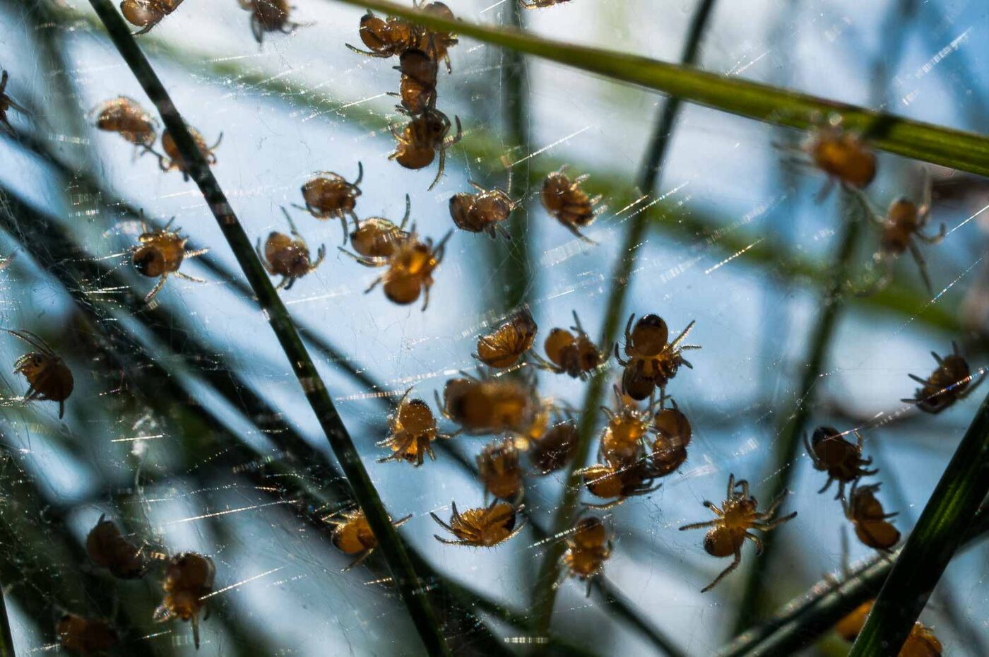 2017-04-30 - NSG Brandheide Recklinghausen