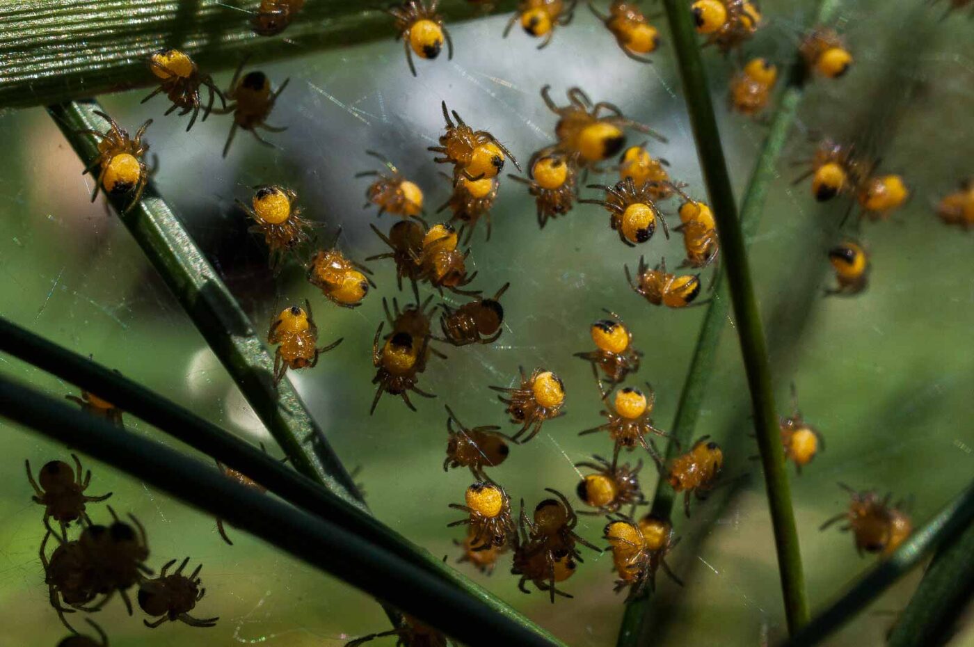 2017-04-30 - NSG Brandheide Recklinghausen