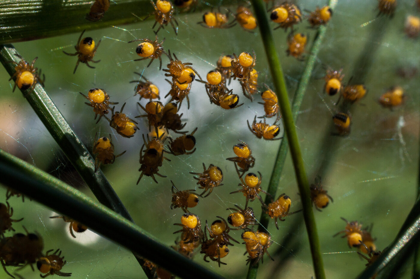 2017-04-30 - NSG Brandheide Recklinghausen