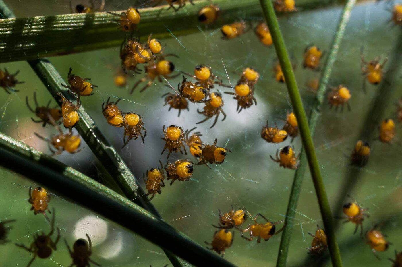 2017-04-30 - NSG Brandheide Recklinghausen