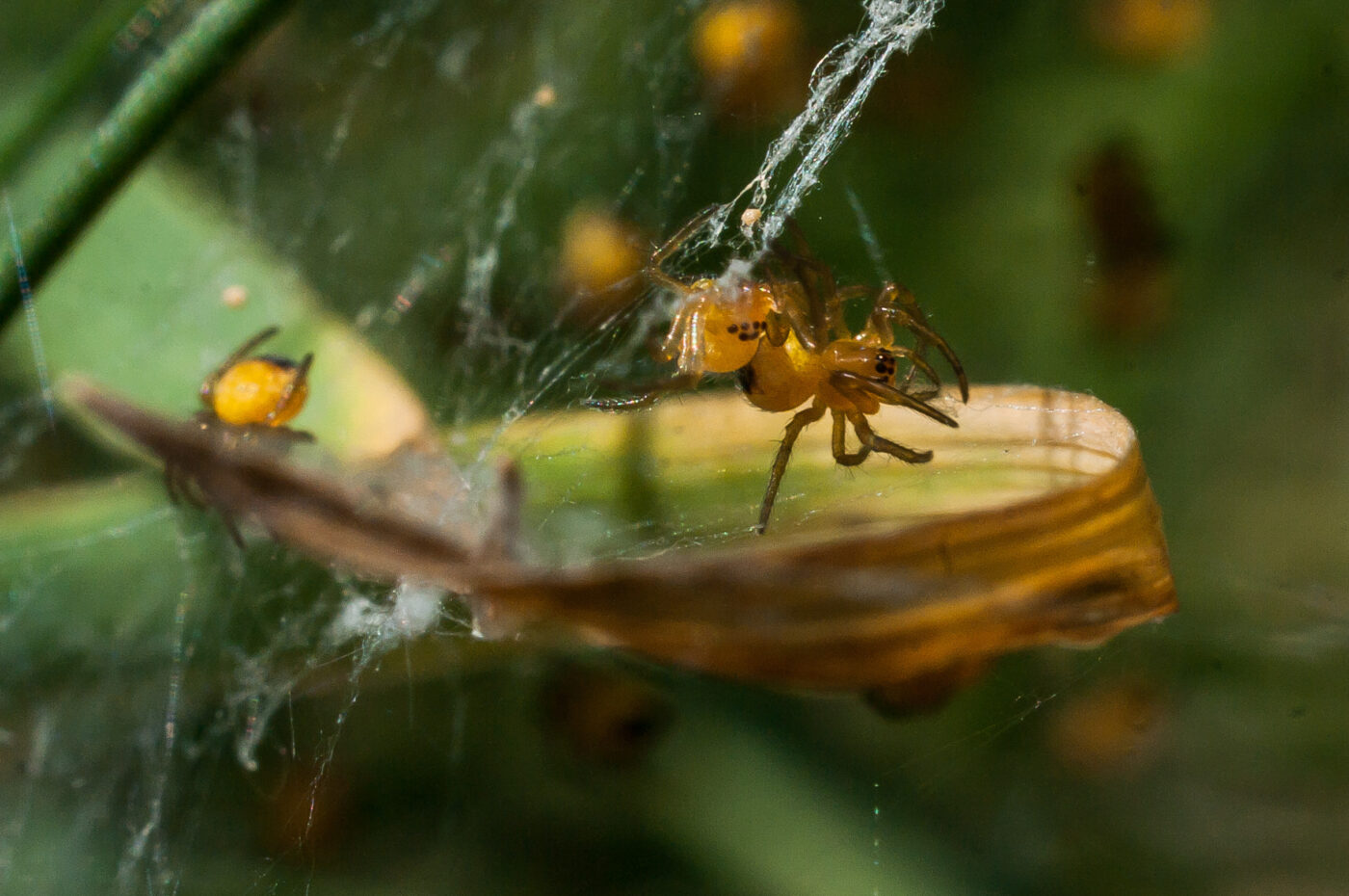 2017-04-30 - NSG Brandheide Recklinghausen