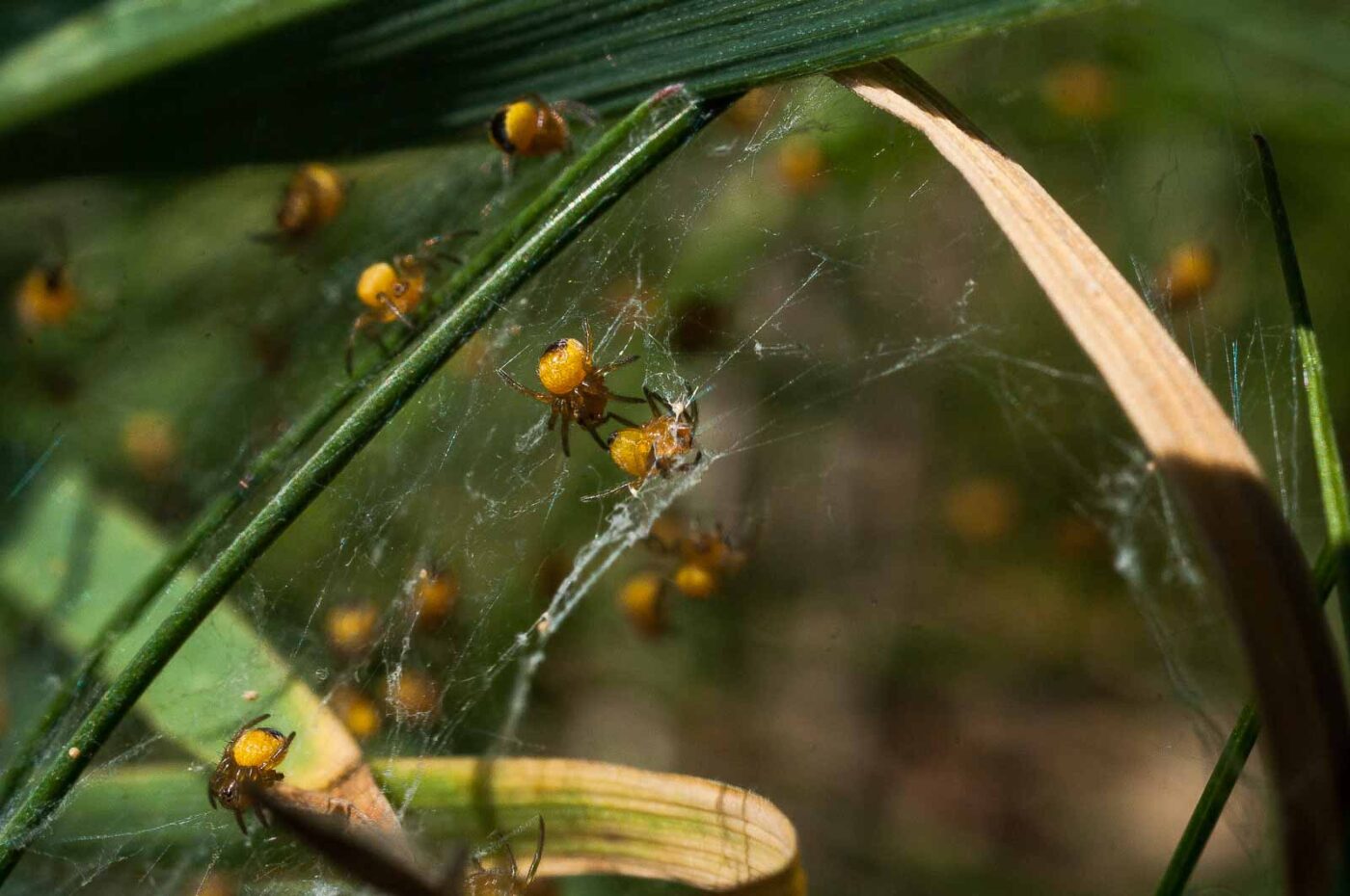 2017-04-30 - NSG Brandheide Recklinghausen
