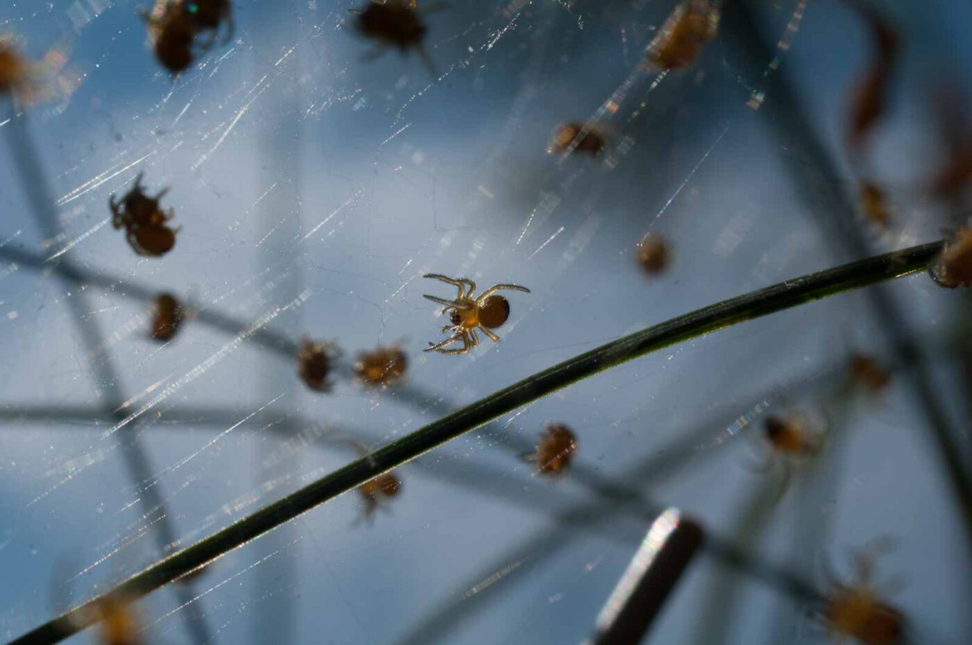 2017-04-30 - NSG Brandheide Recklinghausen