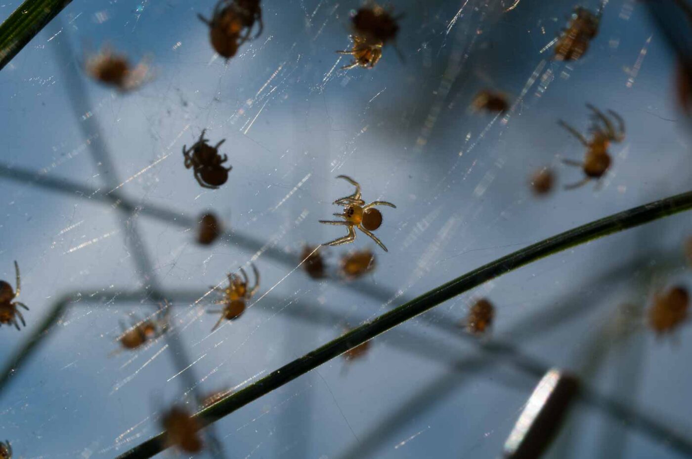 2017-04-30 - NSG Brandheide Recklinghausen