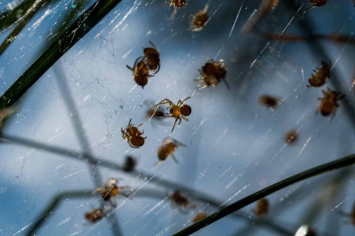 2017-04-30 - NSG Brandheide Recklinghausen