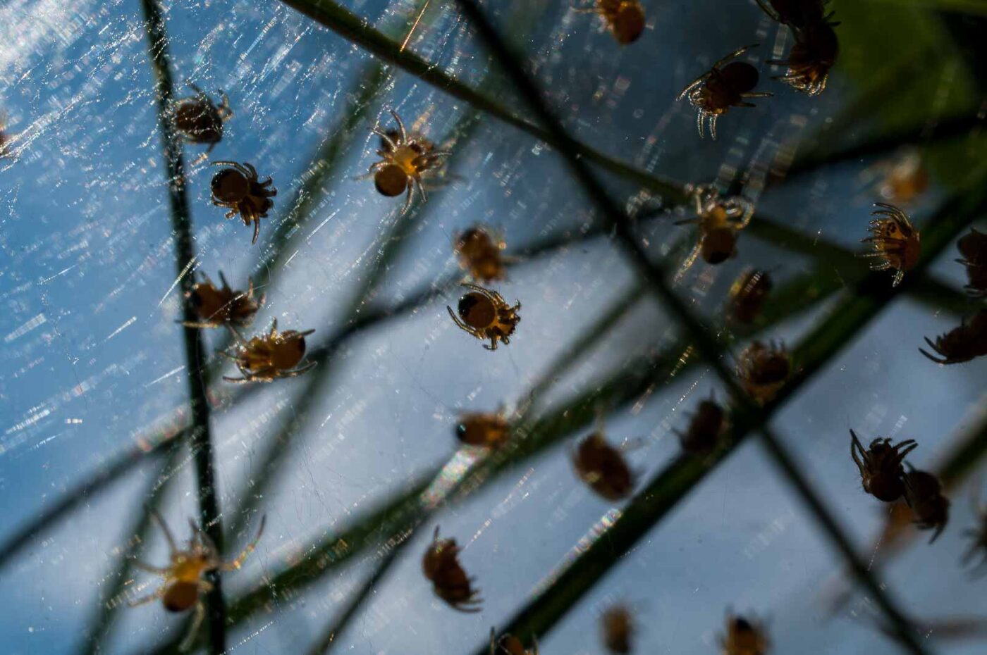 2017-04-30 - NSG Brandheide Recklinghausen