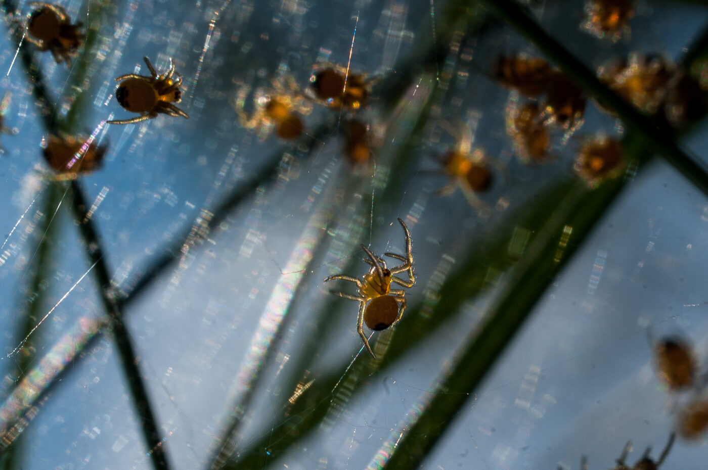 2017-04-30 - NSG Brandheide Recklinghausen