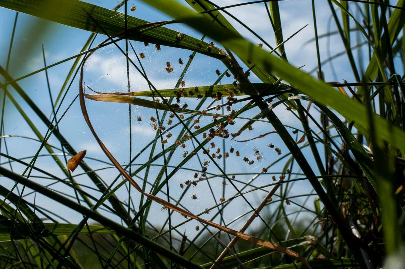 2017-04-30 - NSG Brandheide Recklinghausen