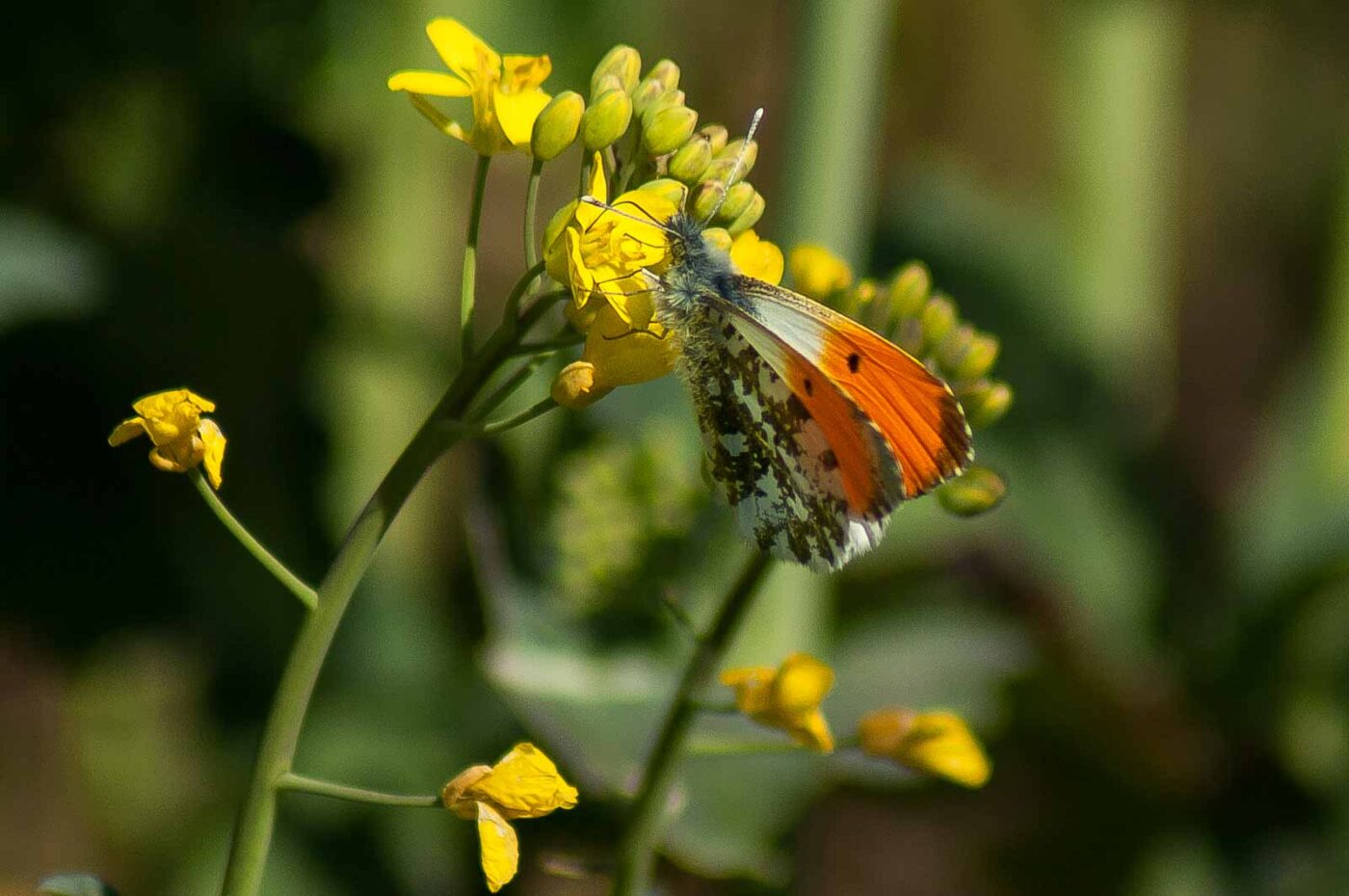 2017-04-30 - NSG Brandheide Recklinghausen