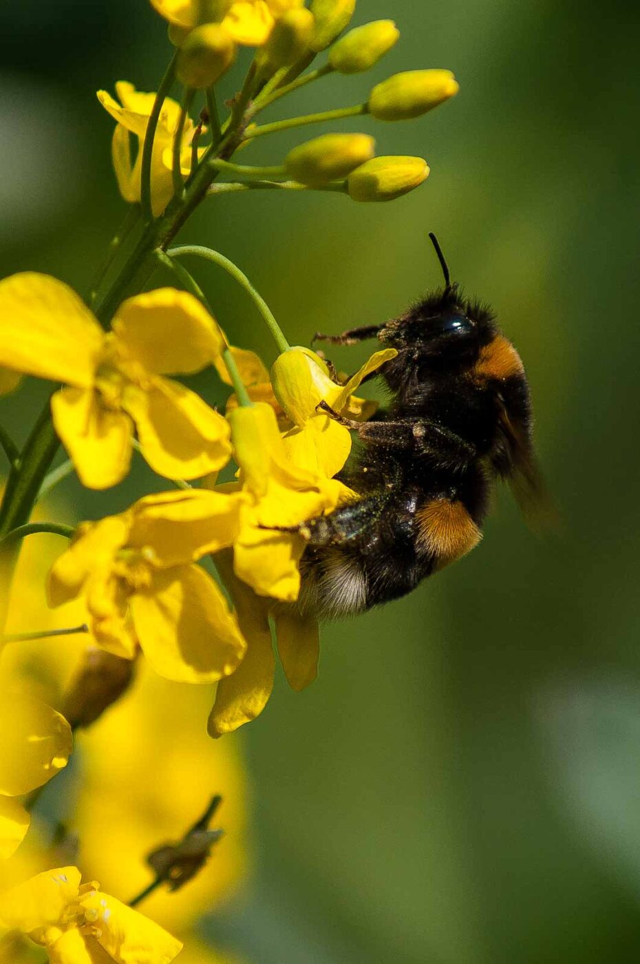 2017-04-30 - NSG Brandheide Recklinghausen