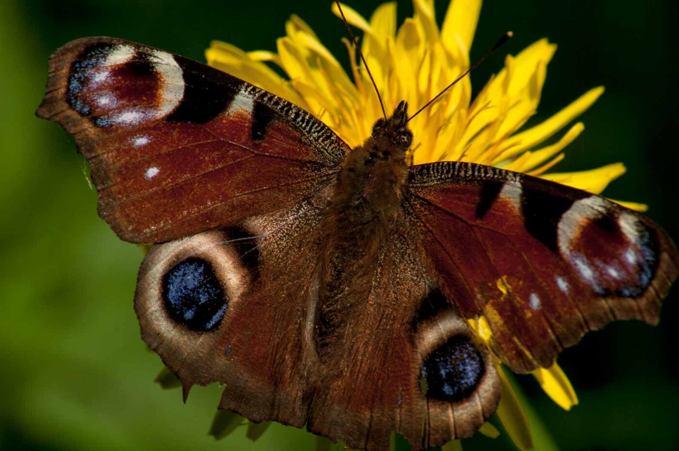 2017-05-06 - NSG Brinksknapp Recklinghausen