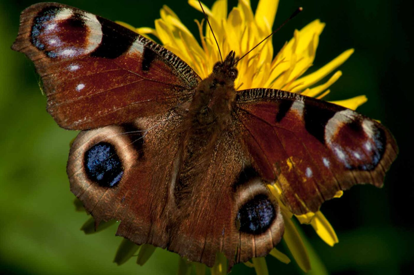 2017-05-06 - NSG Brinksknapp Recklinghausen