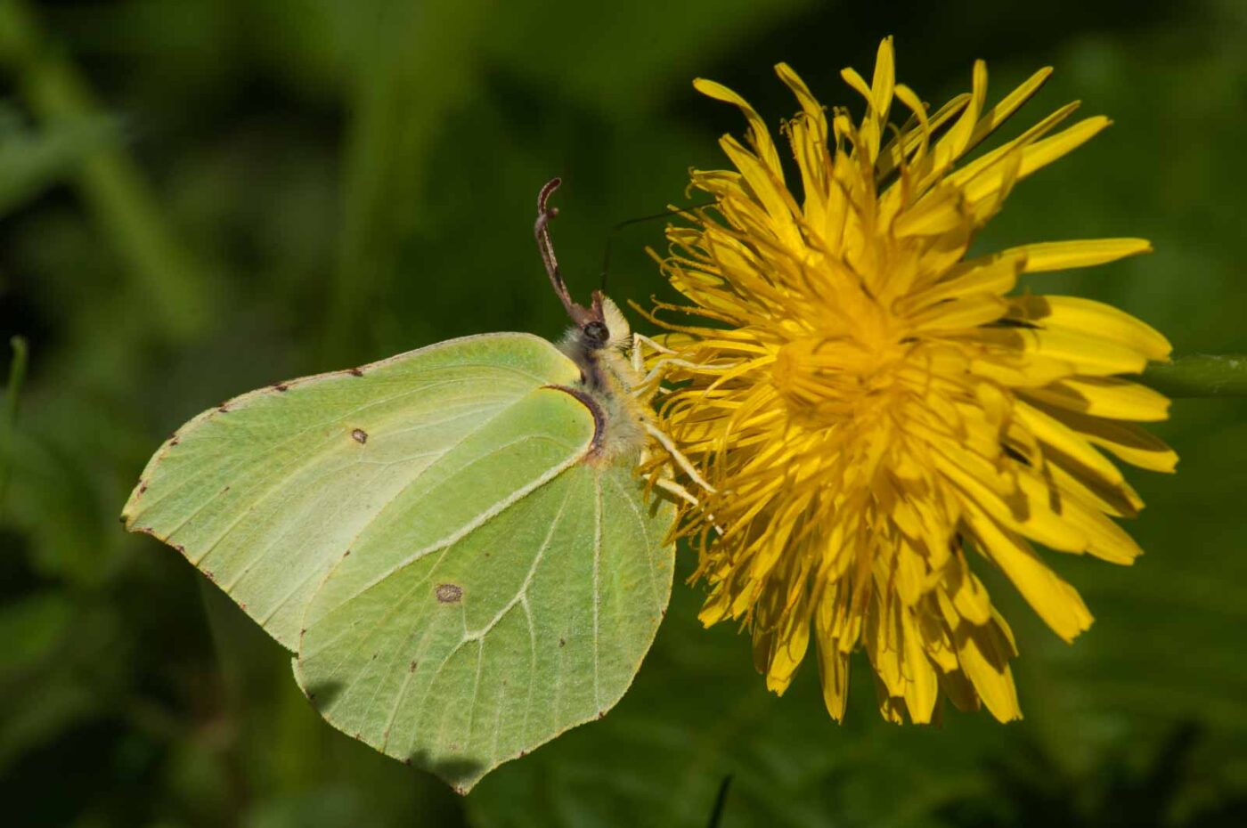 2017-05-06 - NSG Brinksknapp Recklinghausen